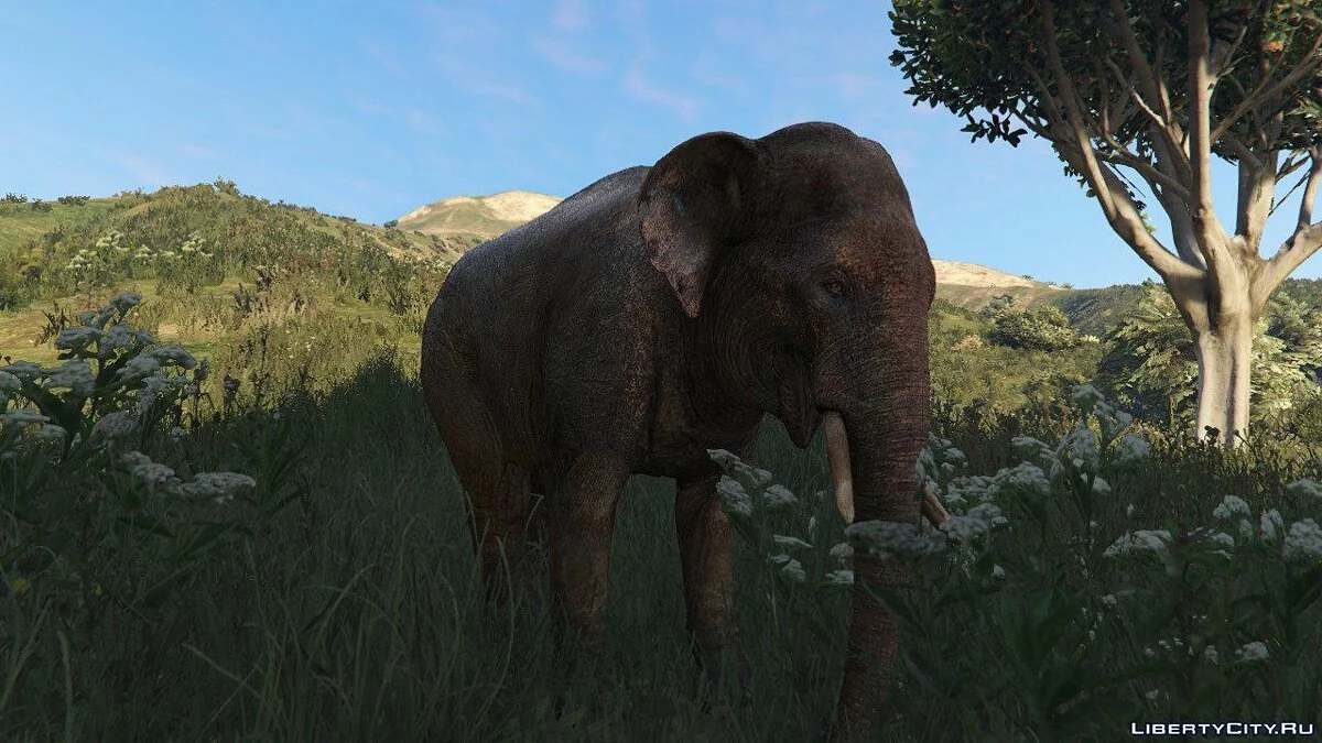 Elephant / GTA 5