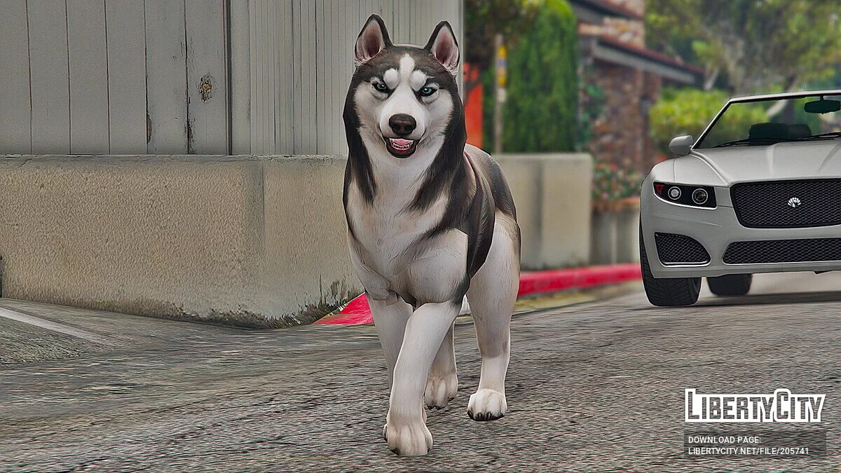 Husky / GTA 5