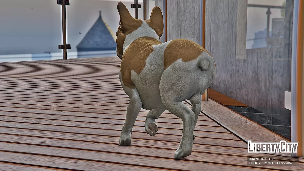 法国斗牛犬 [附加] / GTA 5