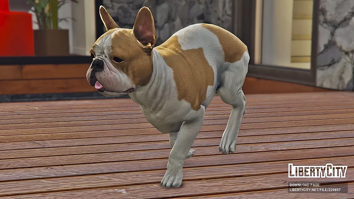 法国斗牛犬 [附加] / GTA 5