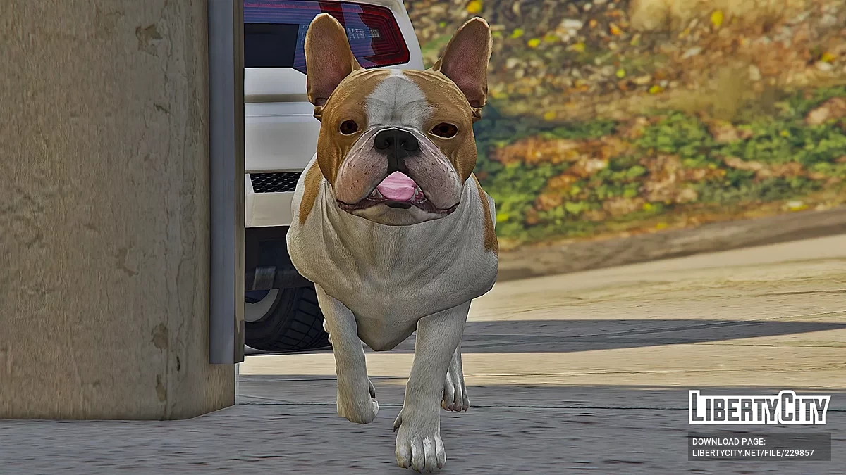 法国斗牛犬 [附加] / GTA 5