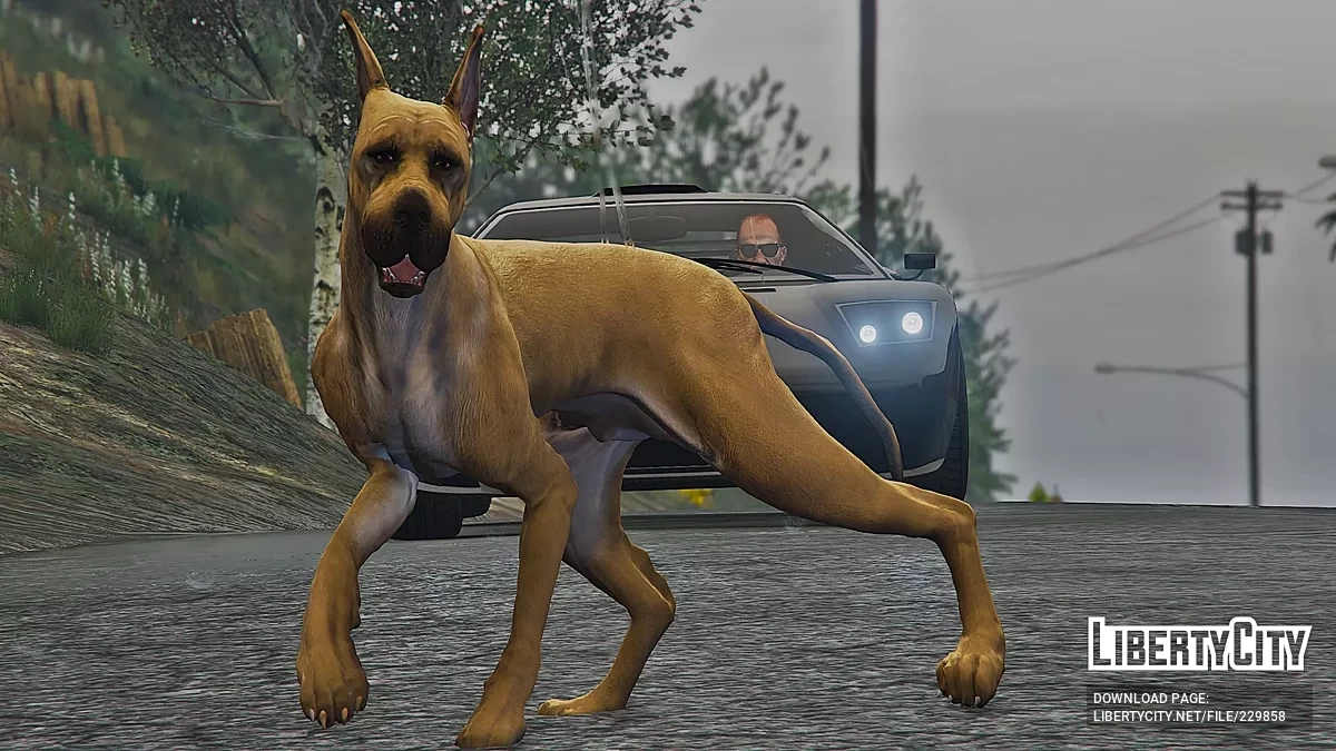 Anjing Great Dane (Ganti) / GTA 5