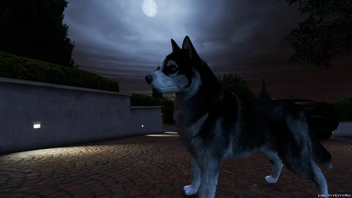Personal Dog / GTA 5