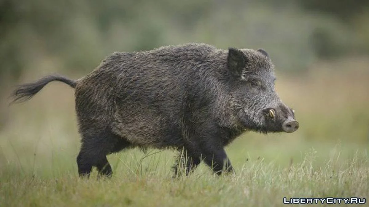 Wild Boar from GTA 5 / GTA San Andreas