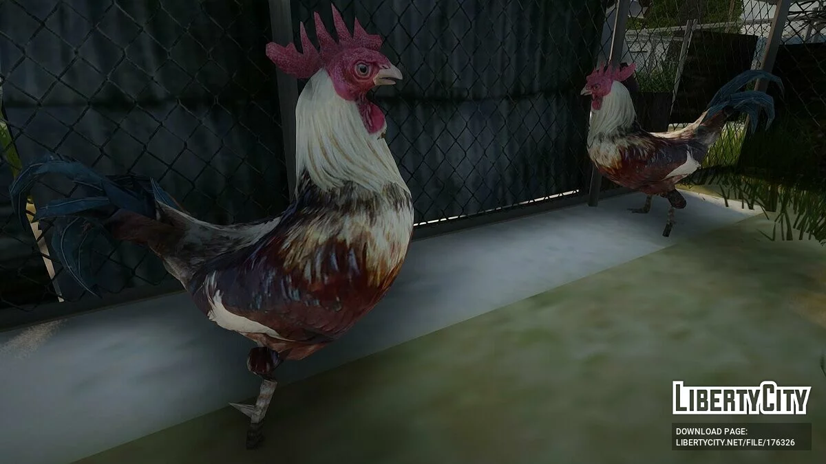 Peleas de gallos en Grove Street / GTA San Andreas