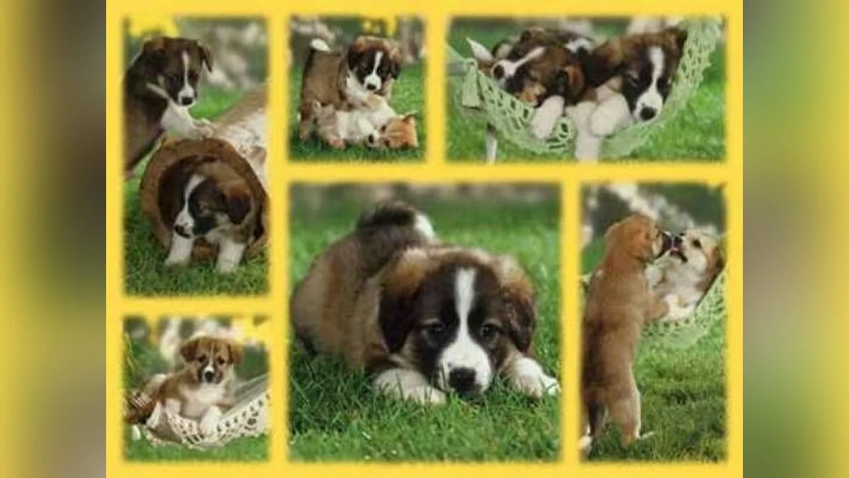 Puppies / GTA San Andreas